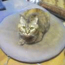 c0005007_2302185.gif
