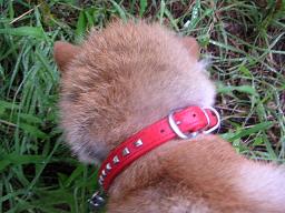 わんこに似る飼い主_c0049950_2312029.jpg