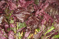 a0027290_18274621.jpg