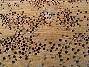 フナクイムシ (フナクイムシ) JapaneseEnglish Dictionary JapaneseClass.jp