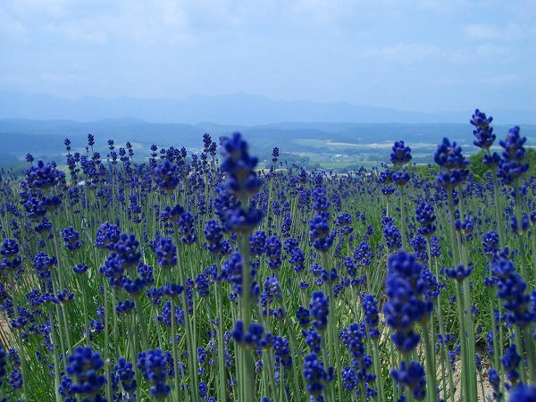 ●Love me tender  /  Lavender_b0010882_23521591.jpg