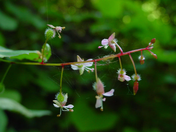c0047341_9274116.jpg