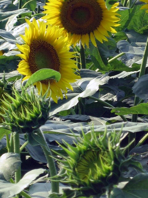 e0009147_20403480.jpg
