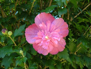 韓国の国花・ムクゲ_b0049307_23563975.jpg