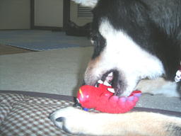 e0000946_23451588.jpg