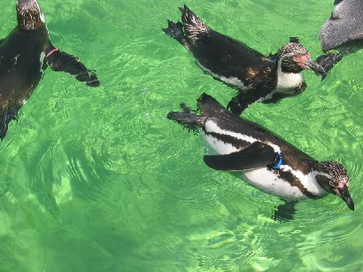 水族園へ・・・_b0035707_2119886.jpg