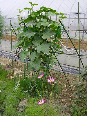 野菜たち_b0068616_16432134.jpg