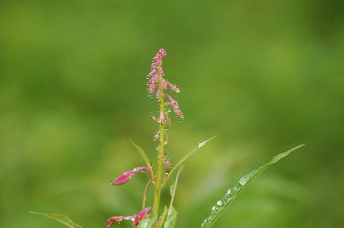 雨露_a0029530_822210.jpg