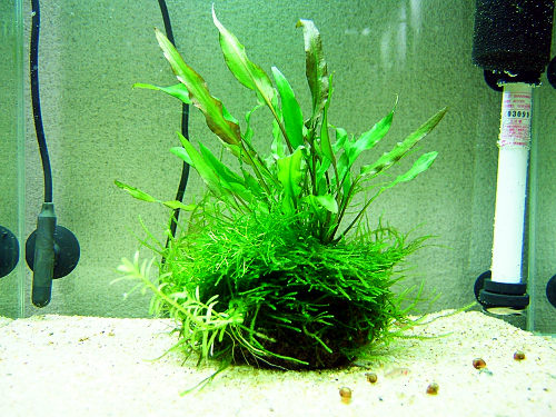 侘び草 Incomplete Puzzle