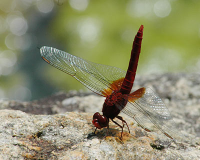 e0035757_65548100.jpg