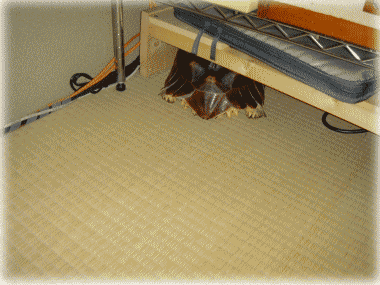 b0055276_1442817.gif
