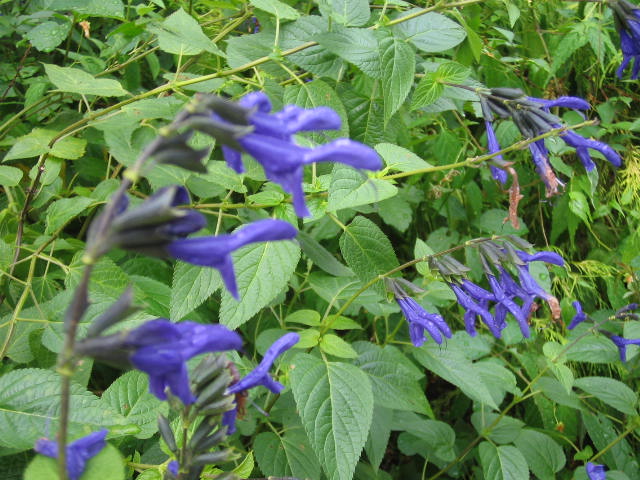 e0024081_20541330.jpg