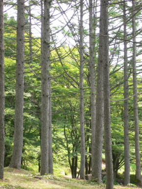 ２００５年８月１日　六甲高山植物園②_d0062009_7373365.jpg