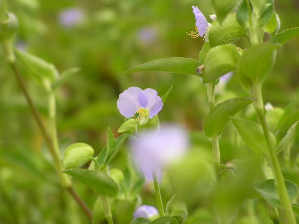 うす紫の露草_a0027125_6504473.jpg