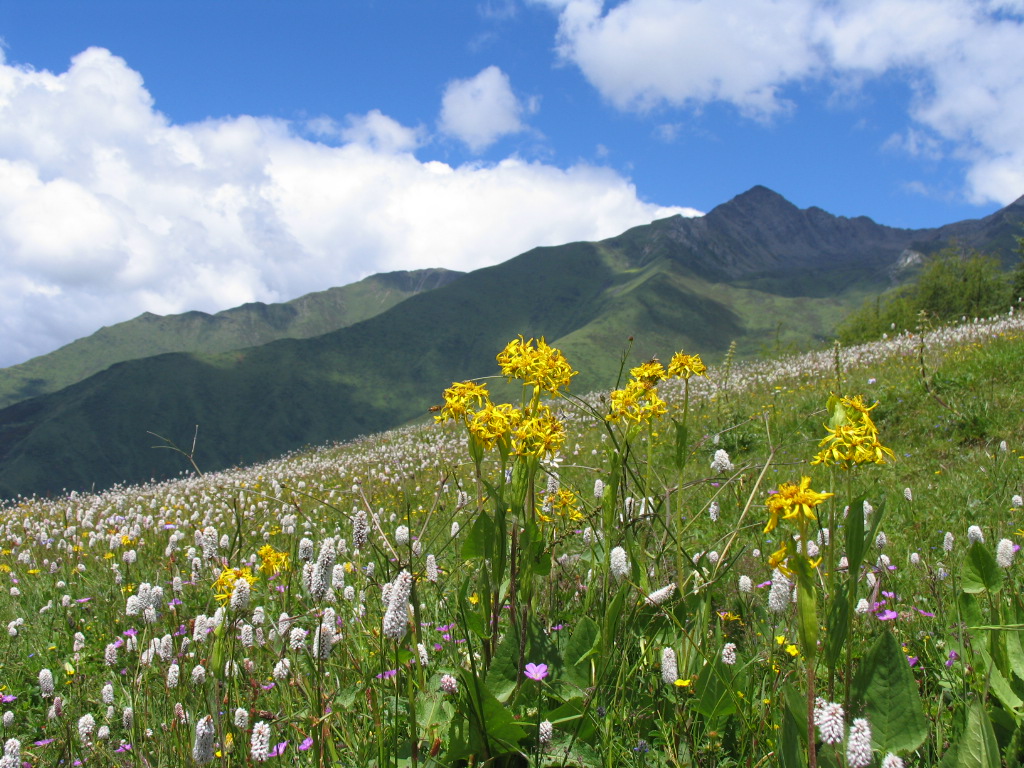 四姑娘山の花たちの続き_d0038630_2118286.jpg