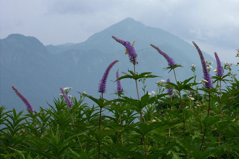 黒姫山・飯綱山の花_c0008948_14365970.jpg