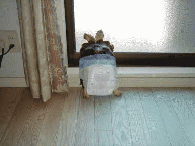 b0055276_0244469.gif