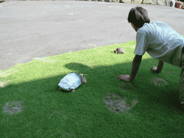 b0055276_0245982.gif