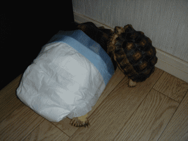 b0055276_0252164.gif