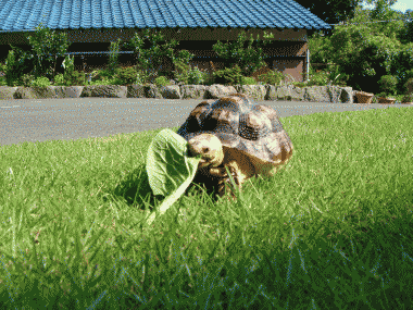b0055276_025939.gif