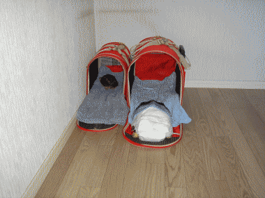 b0055276_0261467.gif