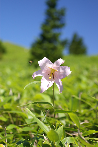 ササユリ_c0054876_60778.jpg