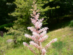 ２００５年８月２日六甲高山植物園③　　_d0062009_83934.jpg