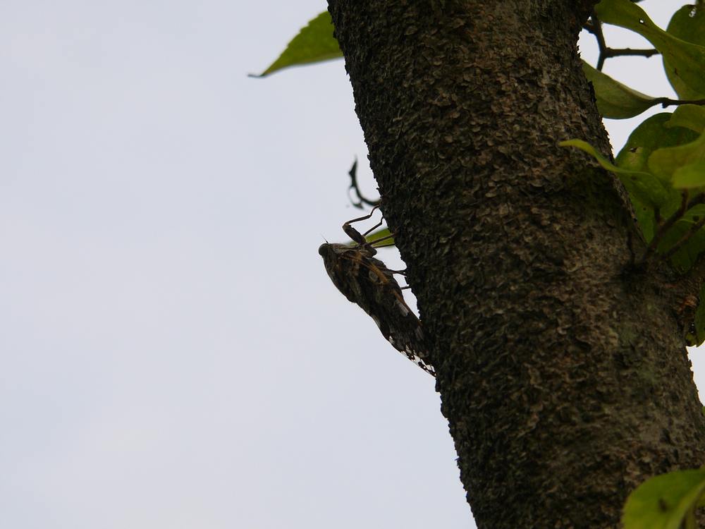 公園のニイニイゼミ_c0062511_2238967.jpg