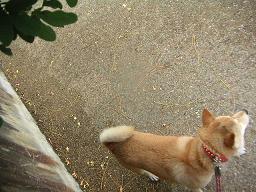 真似っこしてみたけれど。。。_c0049950_21342554.jpg
