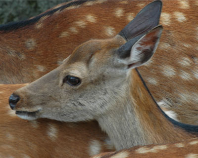 奈良公園の鹿_e0035757_22264299.jpg