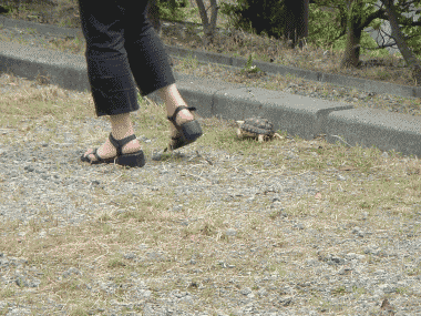 b0055276_23561445.gif