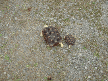 b0055276_235727.gif