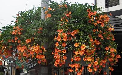 夏の華_b0040798_19244799.jpg