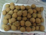 \"龍眼 = Longan \"_e0012800_084329.jpg