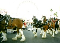 LA County Fair 2_c0062603_10323819.jpg