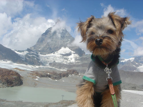 スイス＆フランス旅行　～ツェルマット(Ｚｅｒｍａｔｔ)Ⅱ～_c0024345_612792.jpg