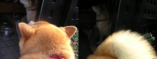 私もサイも、母親、、、_c0049950_2154499.jpg