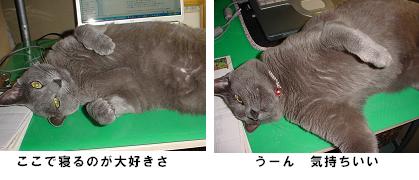 さすがー　猫ですね。_c0066610_22152085.jpg