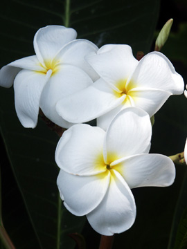 綺麗なハワイ 白い 花 最高の花の画像