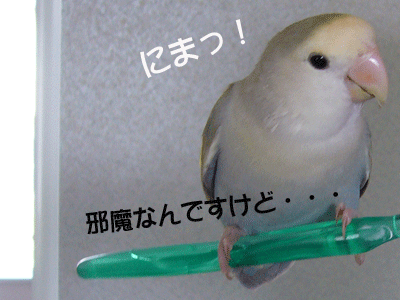 d0010868_2011175.gif