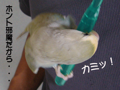 d0010868_2012131.gif