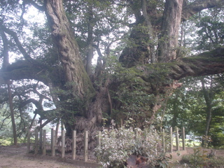 c0037400_16233193.jpg