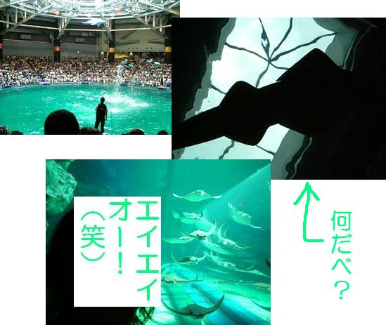 水族館っていいなぁ_a0017817_1542413.jpg