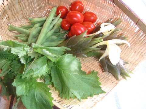 独りの朝ご飯は　お庭の野菜で作りましたぁ〜（~▽~喜）わーい！_b0033423_12332277.jpg
