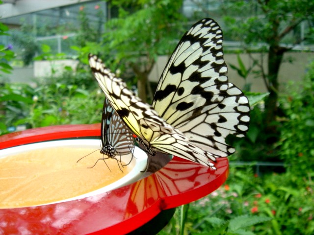c0003723_2283527.jpg
