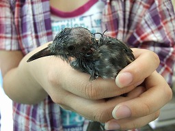 カビ大発生!_b0059154_23154196.jpg