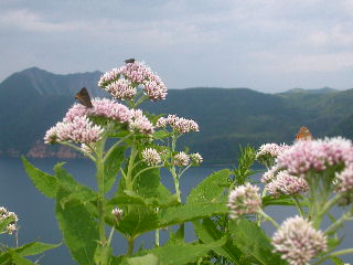 夏の摩周湖_e0004756_21564931.jpg