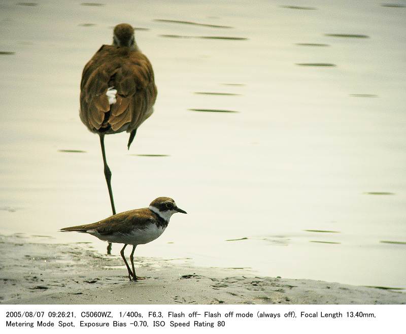 2005.8.7(2) 東京港野鳥公園（その1)_c0062451_19205223.jpg