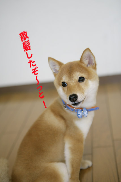 トリミング 豆柴のこたつです トリミング 豆柴のこたつです