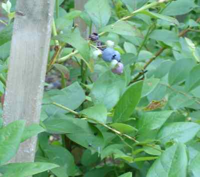 c0053314_1522439.jpg